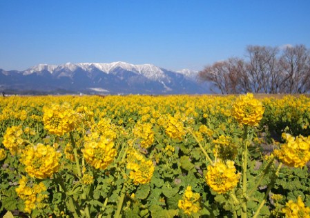 琵琶湖畔、なぎさ公園の菜の花畑 クリックすると、大きなサイズの写真を表示