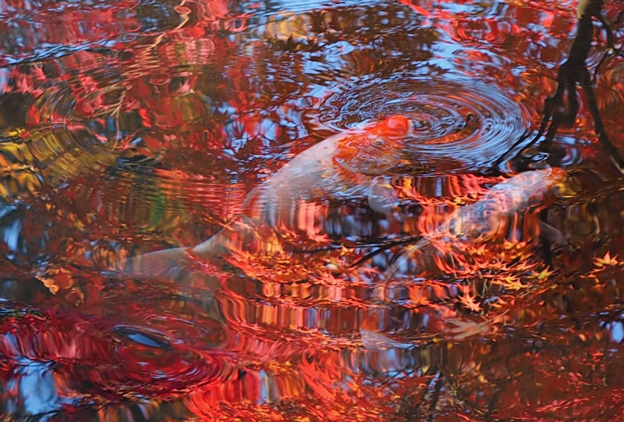 南禅寺　池を泳ぐ鯉(2014.11)
　クリックすると、大きなサイズの写真を表示